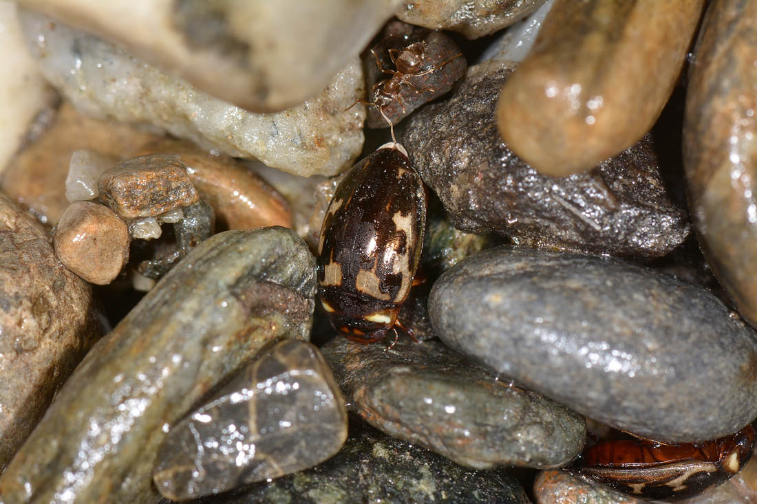 Dytiscidae: Platambus maculatus?  Sì !